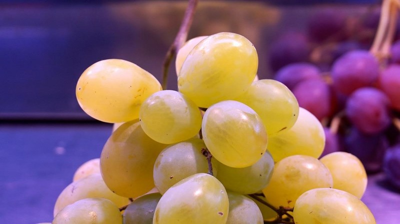Разновидности винограда Мускат и самые известные вина из него
