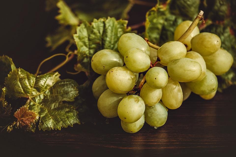 Виноград сорта Фаворит: описание, характеристики, выращивание, фото, отзывы