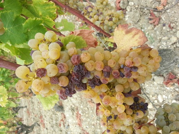 Виноград, пораженный ботритисом