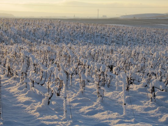 Виноградники Шампани зимой