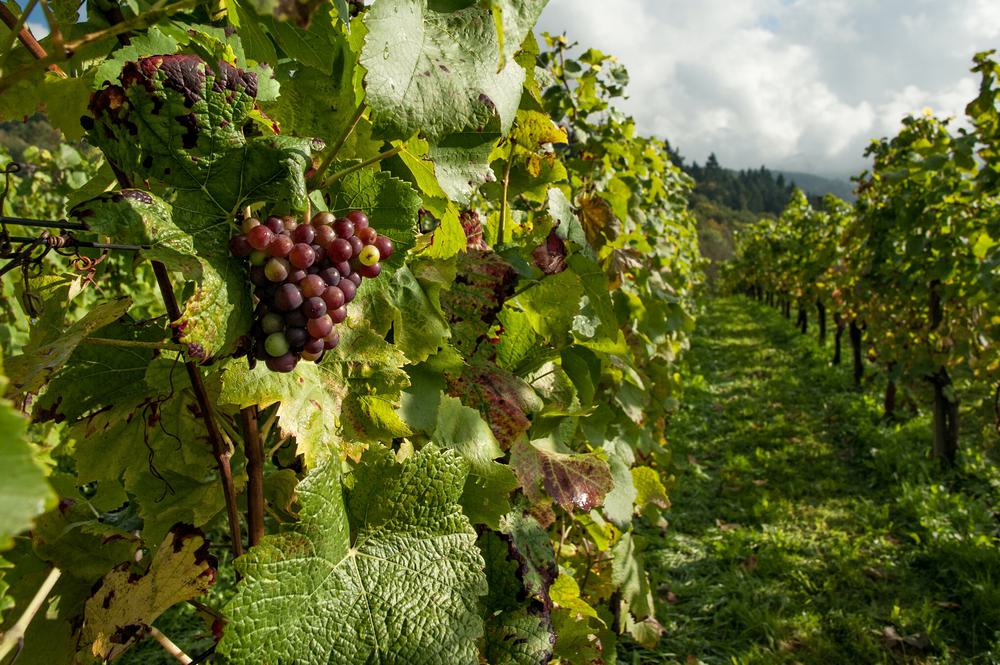 Своим узнаваемым стилем бордоские вина обязаны и почвам, и климату, и ассамбляжу
