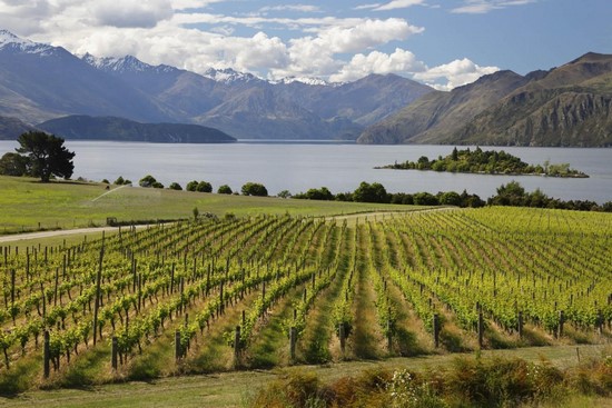 На фото – новозеландские виноградники