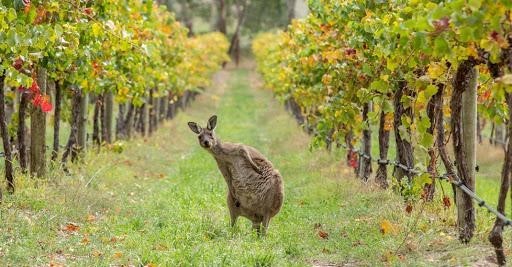 Виноградник в Австралии