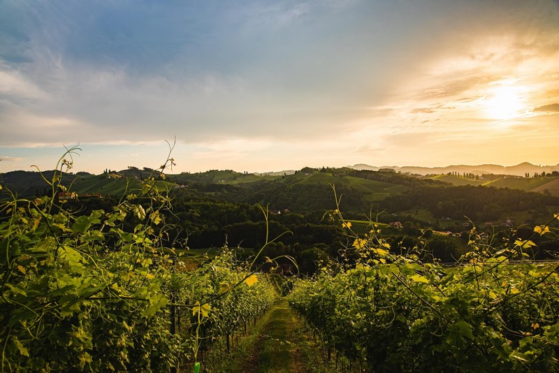 Австрия винодельческая