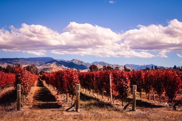 Виноградники в Мальборо, Новая Зеландия