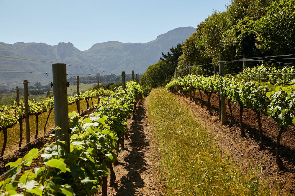 Виноградники в Чили