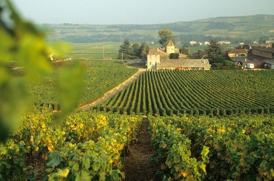 Франция винодельческая