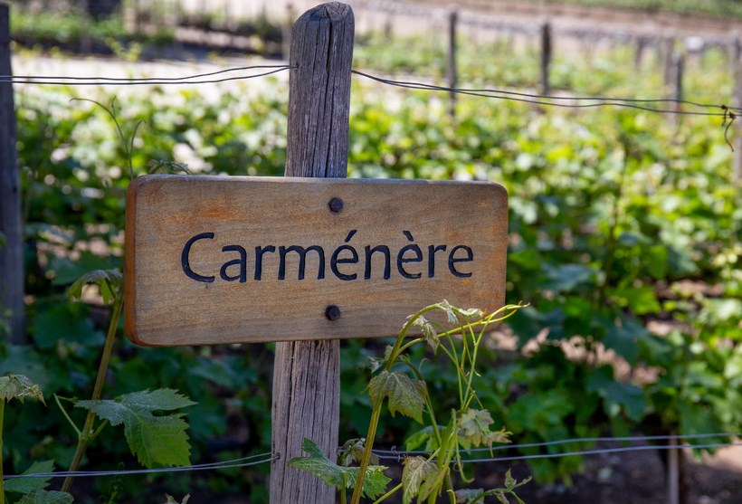 Виноград Карменер в Чили