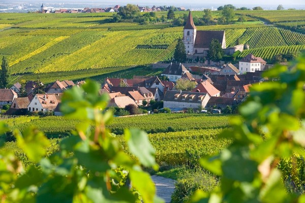 Винодельческий регион Эльзас