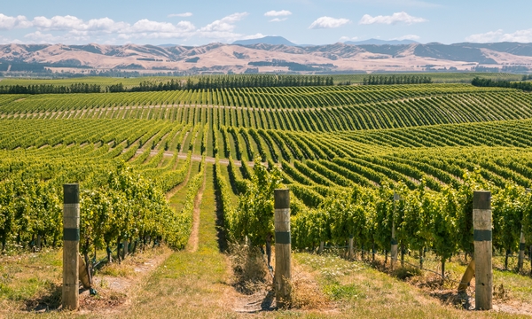 Виноградники Совиньон Блан в Мальборо (Новая Зеландия)