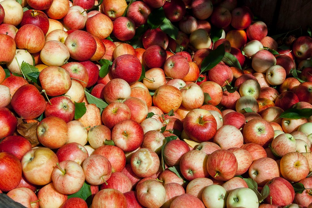 Сбор урожая яблок в Нормандии
