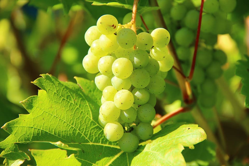 Сорт винограда Алваринью