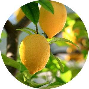 Сицилийские лимоны
