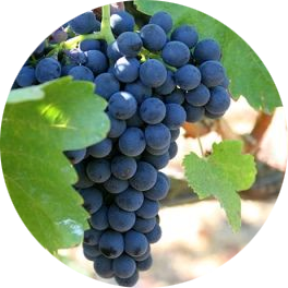 На фото – виноград сорта Сира