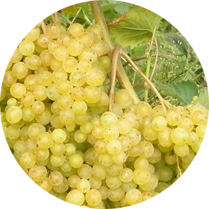 На фото – виноград сорта Мускат белый