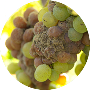 На фото – виноград с благородной плесенью