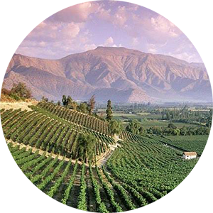 Виноградники в Чили