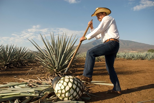 Штат Халиско считается лучшей местностью для выращивания агавы и производства текилы