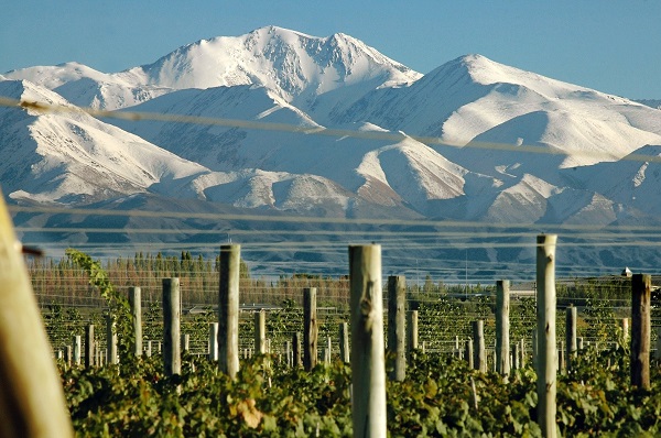 Лучшее аргентинское вино делают из винограда сорта Мальбек